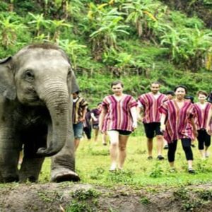 Half-Day Elephant Experience at Elephant Jungle Sanctuary