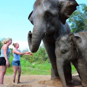 Elephant Retirement Park - Elephant Care Experience