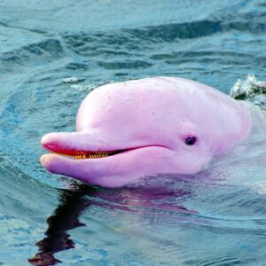Pink Dolphin Tour & Snorkeling Day Tour Koh Samui