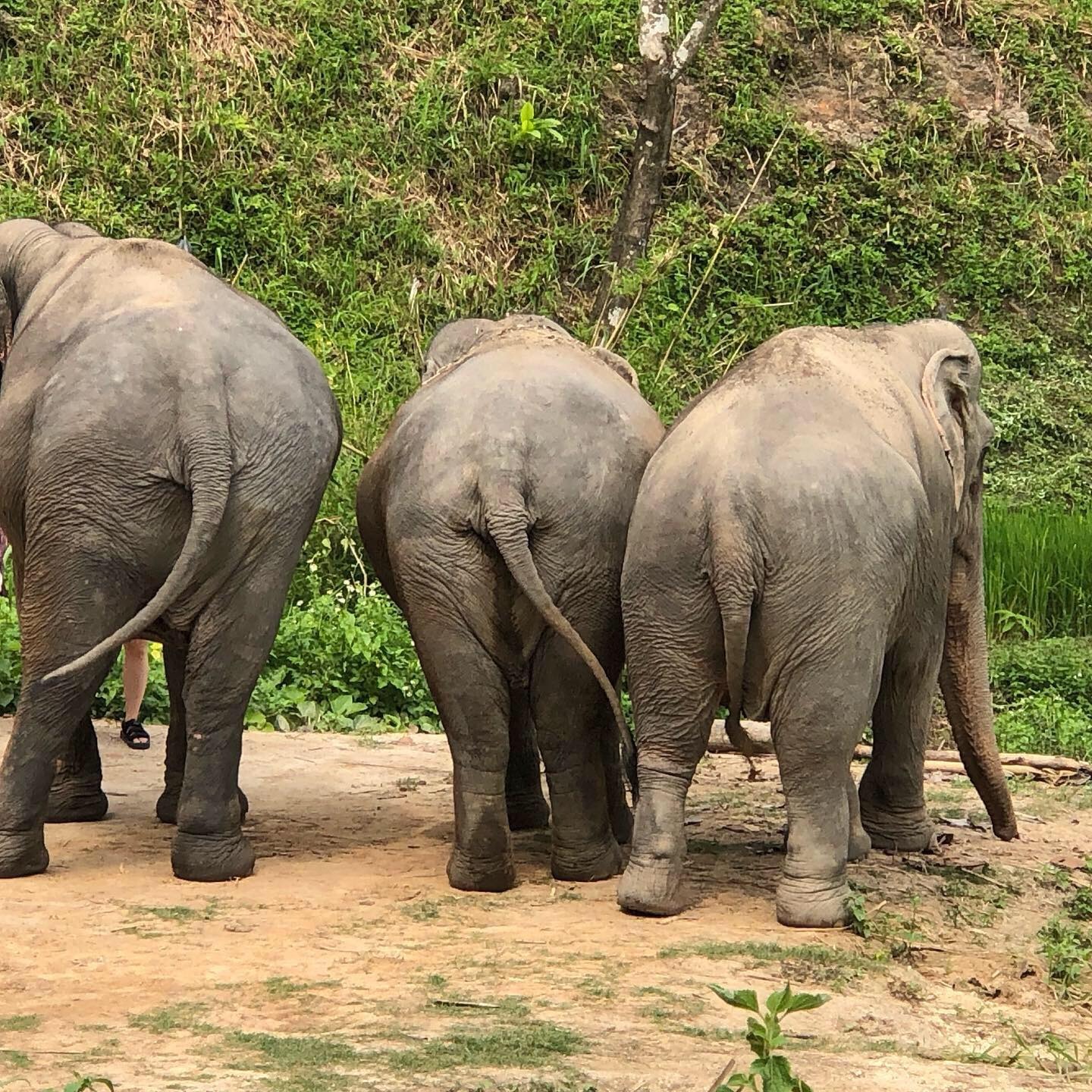 Elephant Care Doin Inthanon Elephant Sanctuary