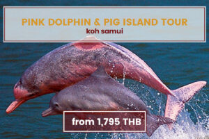 Pink Dolphin & Pig Island Tour Koh Samui Tours www.nettoursasia.com